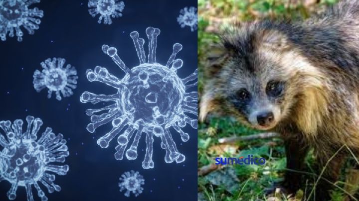 ¿Qué son los perros mapache y por qué se cree que originaron el covid-19?
