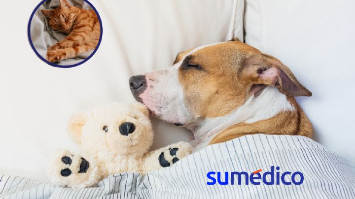 ¿Tener mascotas en casa puede provocar problemas de sueño? Estudio lo explica