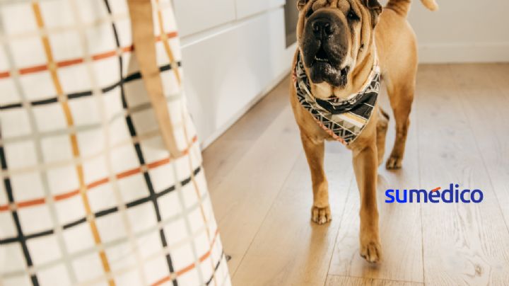 ¿Cómo afecta la ansiedad a perros? Saberlo ayudará a tratarla en humanos