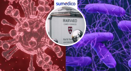 Investigadores de Harvard modifican superbacteria para reducir infecciones virales