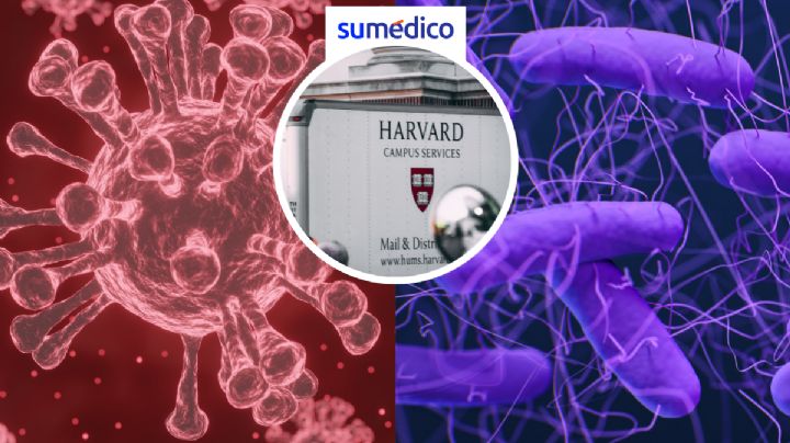 Investigadores de Harvard modifican superbacteria para reducir infecciones virales