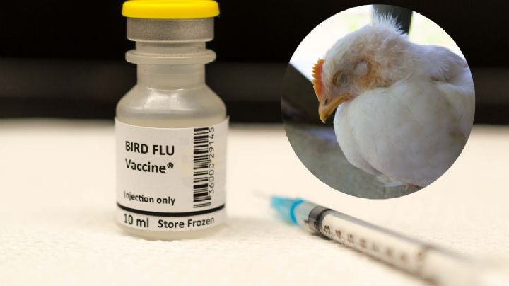 ¿Veremos pronto una vacuna contra la gripe aviar?