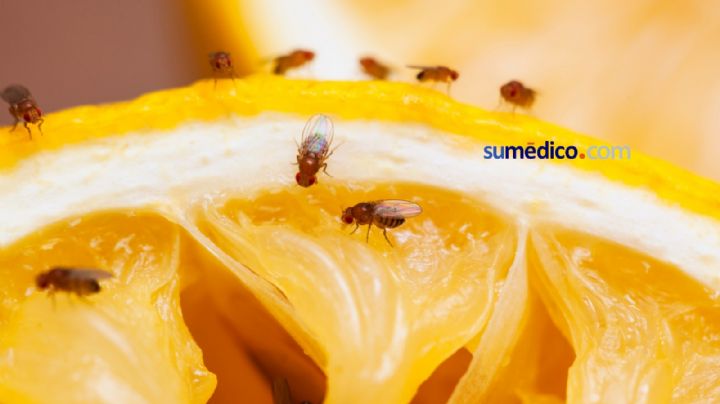 ¿Qué pasa si hay moscas de la fruta en casa?