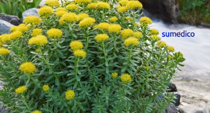 Beneficios de consumir extractos de rhodiola rosea, planta medicinal