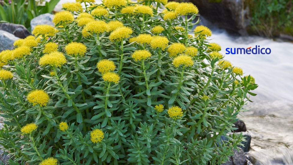 Propiedades de la rhodiola rosea en el cuidado de la salud.