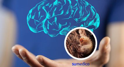 Completan arquitectura del cerebro de un insecto, avance para conocer el cerebro humano