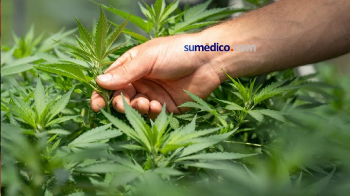 Cofepris explica que fue “obligada” a autorizar la cannabis industrial