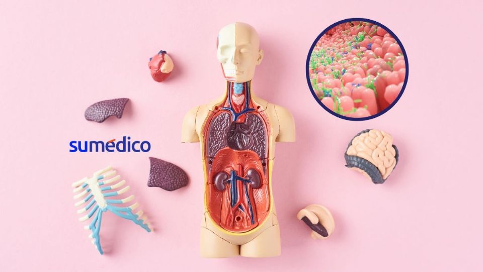 Especialistas crean la Sociedad Mexicana de la Microbiota
