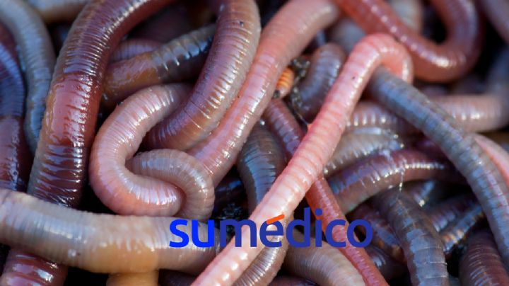 ¿Cuáles son los beneficios del aceite de lombriz?