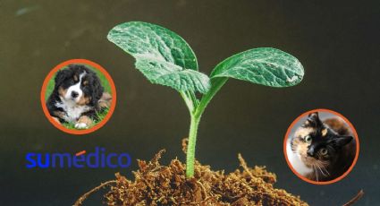 5 plantas peligrosas para perros y gatos