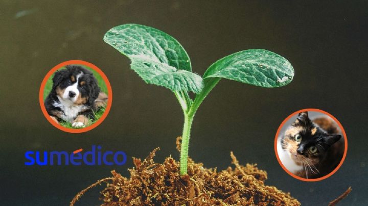 5 plantas peligrosas para perros y gatos