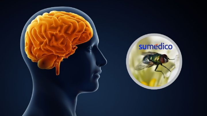 Seres humanos y moscas comparten cerca del 62% de genes