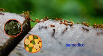 Trucos caseros para evitar hormigas en tu hogar sin insecticida