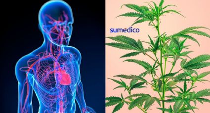 Efectos de la marihuana en la salud cardiovascular