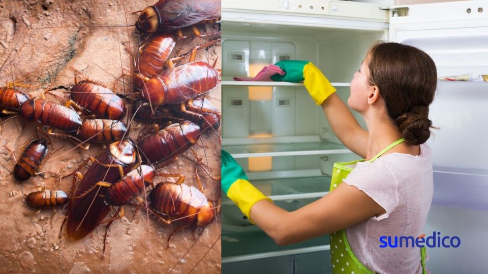 Las cucarachas buscan lugares cálidos y con comida, como debajo del refrigerador.