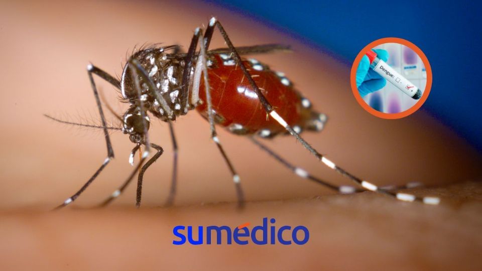 Conoce la nueva cepa de dengue que puede significar un riesgo mortal para quienes la padecen.