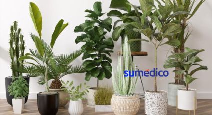 4 plantas tóxicas que debes sacar inmediatamente del interior de tu casa