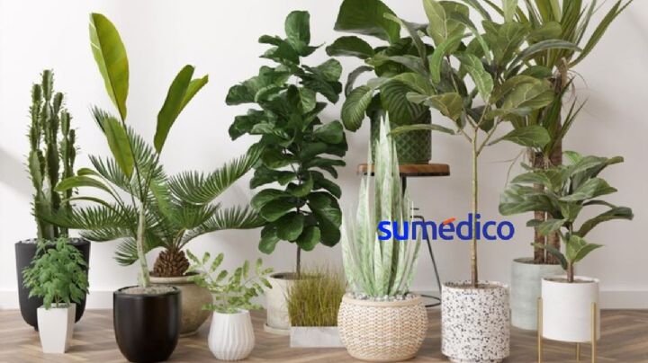 4 plantas tóxicas que debes sacar inmediatamente del interior de tu casa
