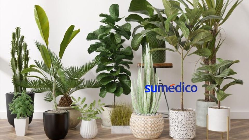 Duerme mejor usando estas plantas en casa