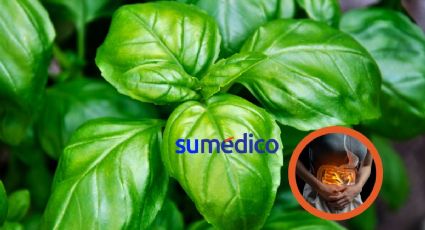 5 beneficios de la albahaca en tu salud