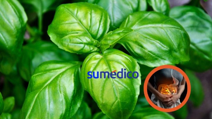 5 beneficios de la albahaca en tu salud
