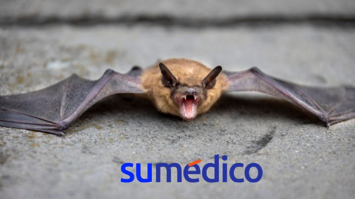 Un hombre en Tlaxcala se contagia de rabia tras mordida de un murciélago