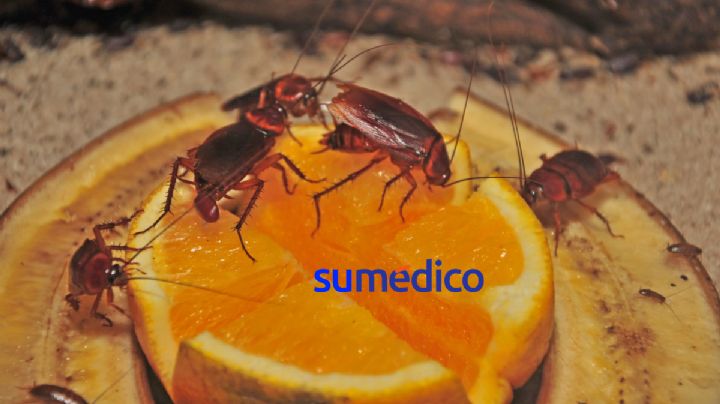 Ingredientes para ahuyentar a las cucarachas de tu hogar