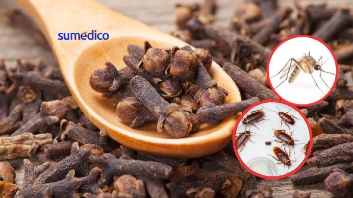 ¿Cómo usar clavos de olor para alejar cucarachas y mosquitos?