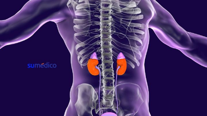 Conoce estos alimentos para cuidar tus riñones