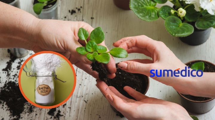 ¿Bicarbonato para plantas? 5 razones para utilizarlo
