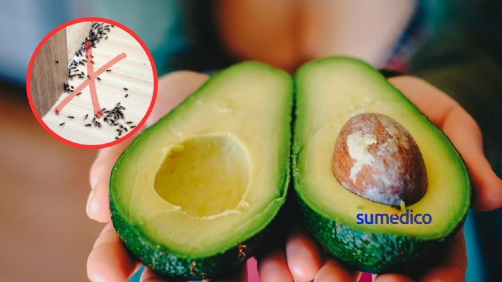 ¿Cómo hacer un repelente casero con hueso de aguacate?