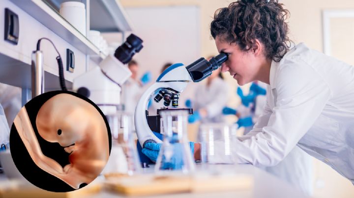 Crean modelo de embriones humanos en laboratorio, ¿para qué servirá?