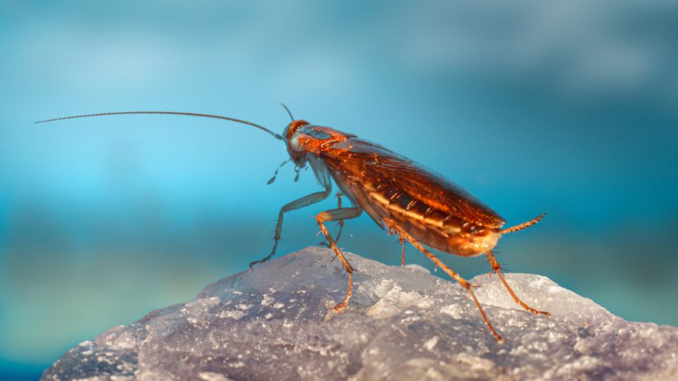 Las cucarachas son reconocidas como una de las mayores plagas urbanas en el mundo.