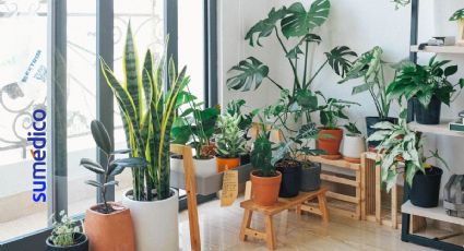 Las 10 plantas que absorben el calor en tu hogar