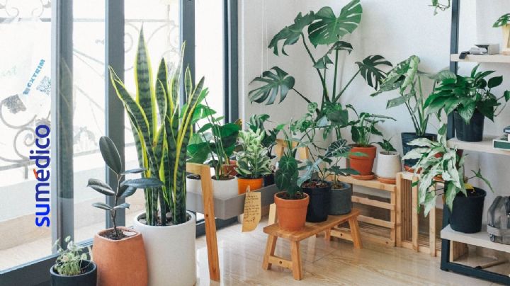 Las 10 plantas que absorben el calor en tu hogar