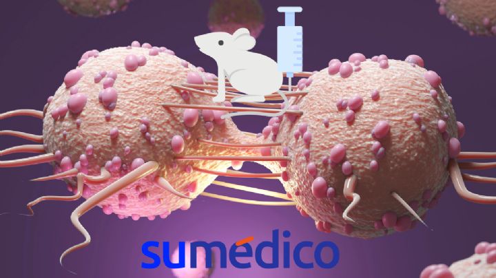 ¿Cómo los ratones transparentes podrían ayudar a mejorar el tratamiento contra el cáncer?