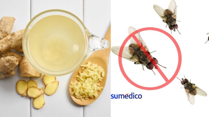 ¿Moscas en la casa? Aprende a usar el jengibre para ahuyentarlas