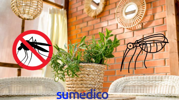 5 maneras de ahuyentar los mosquitos del hogar