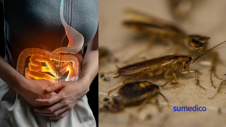 Las cucarachas suelen hacer nidos en zonas cálidas, húmedas y con acceso a restos de comida.