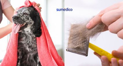 Truco para quitar pelos de mascotas sin aspiradora