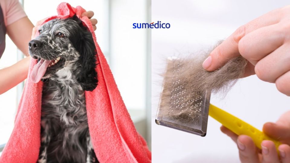 Las mascotas peludas favorecen los síntomas de alergia.