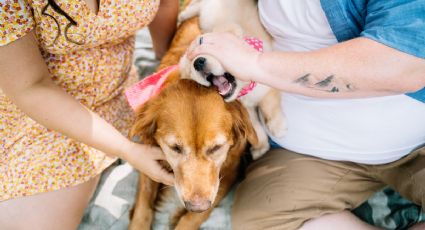 ¿Cómo los perros ayudan a la salud mental de las personas?