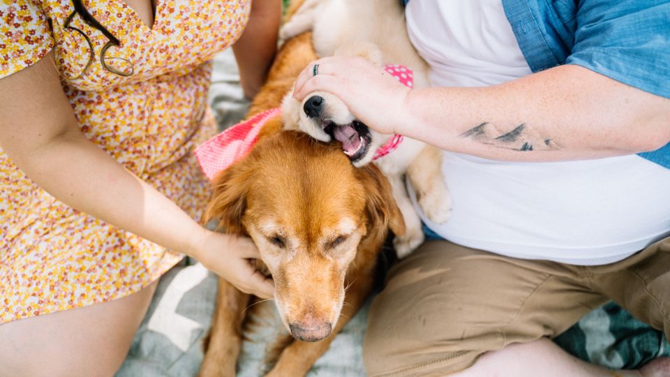 Los perros ayudan a la salud mental de las personas.