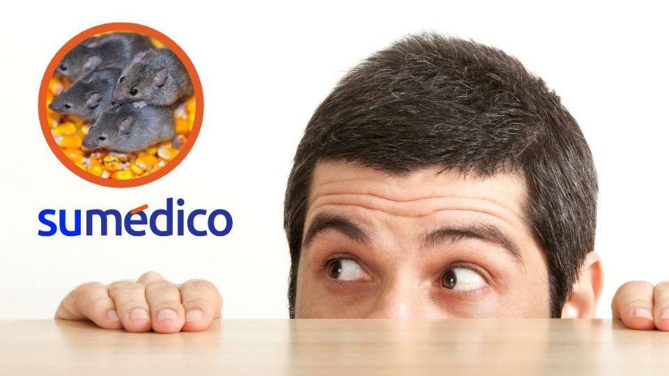 ¿Tienes dudas de que tienes un nido de ratas o ratones en tu casa? Esto signos te lo confirmarán.