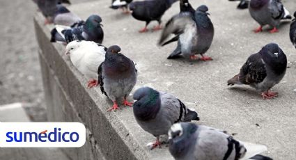 ¿Plaga de aves en tu hogar? Consejos para eliminarla