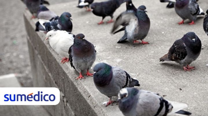 ¿Plaga de aves en tu hogar? Consejos para eliminarla