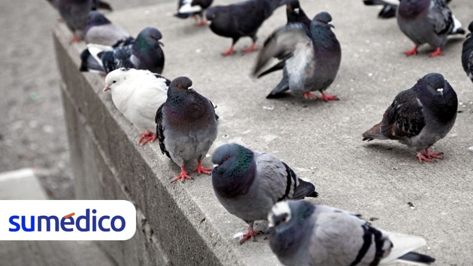 Evita estos daños en tu hogar provocados por la plaga de aves.