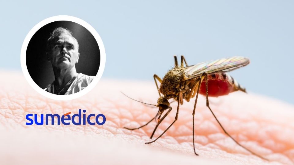 Morrissey contrae dengue. ¿Qué es? ¿Cómo prevenirla