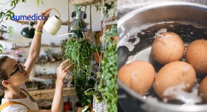 ¿Por qué deberías regar tus plantas con agua de cáscara de huevo?