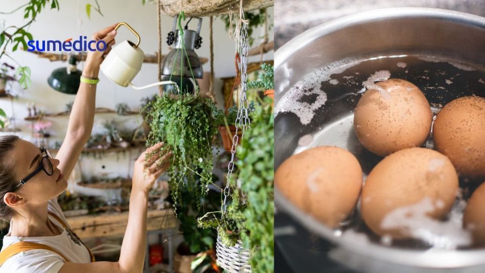 El agua de cáscara de huevo no es un desperdicio, puede ser un remedio para tus plantas.